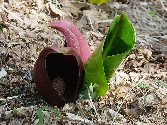 春の六甲高山植物園ー２，梅花黄蓮、猩々袴、深山酢漿草、座禅草、水芭蕉の芽、蕗の薹、猿候草_c0051143_23433885.jpg