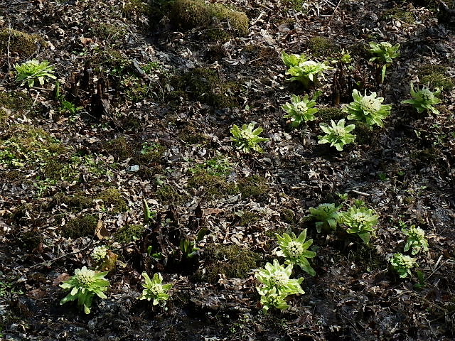 春の六甲高山植物園ー２，梅花黄蓮、猩々袴、深山酢漿草、座禅草、水芭蕉の芽、蕗の薹、猿候草_c0051143_2352597.jpg