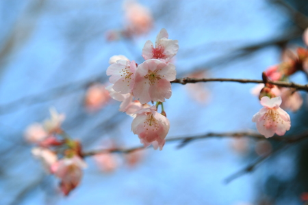 sakura・さくら・・・（１０８５）_c0122445_1731288.jpg