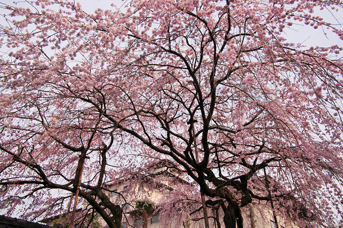 出水のしだれ桜（京都御所）_f0155048_0213717.jpg