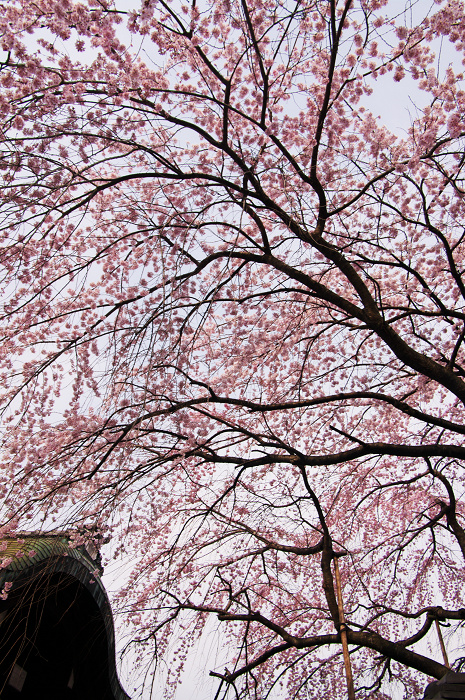 出水のしだれ桜（京都御所）_f0155048_0214825.jpg