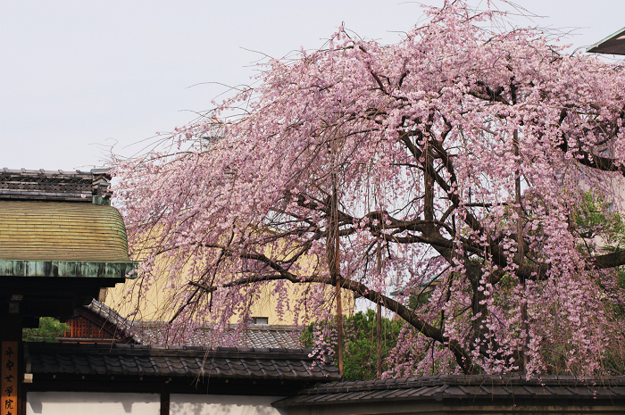 出水のしだれ桜（京都御所）_f0155048_0215214.jpg