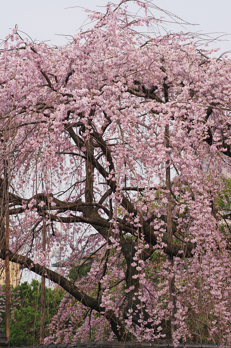 出水のしだれ桜（京都御所）_f0155048_0215967.jpg