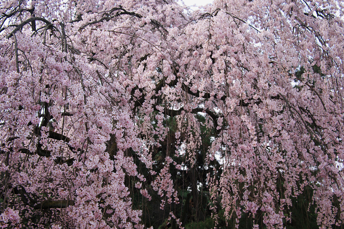 出水のしだれ桜（京都御所）_f0155048_0224816.jpg