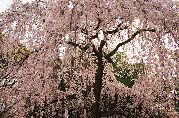 出水のしだれ桜（京都御所）_f0155048_023558.jpg