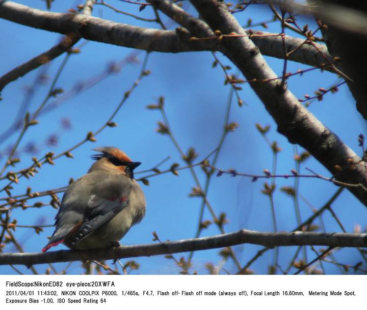 2011.4.1 秋ヶ瀬公園・子供の森_c0062451_781145.jpg