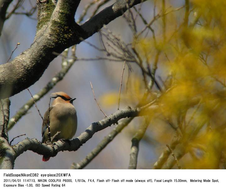 2011.4.1 秋ヶ瀬公園・子供の森_c0062451_785945.jpg