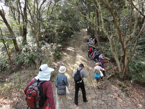 野の花と出会う会H23年4月度例会_c0108460_22525229.jpg
