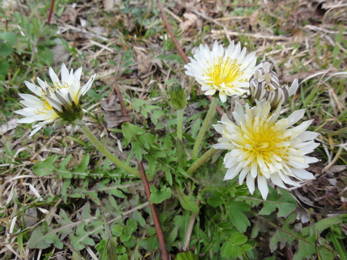 野の花と出会う会H23年4月度例会_c0108460_2381835.jpg