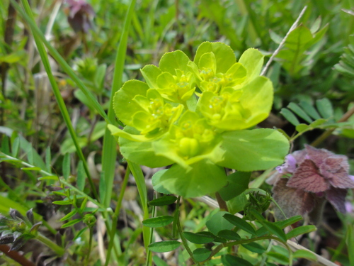 野の花と出会う会H23年4月度例会_c0108460_2384758.jpg