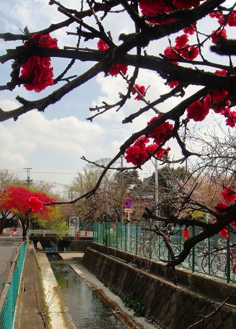 ＜2011年４月２日＞地元のモトスミ・武蔵小杉の桜風景　（川崎探訪）_c0119160_10332446.jpg