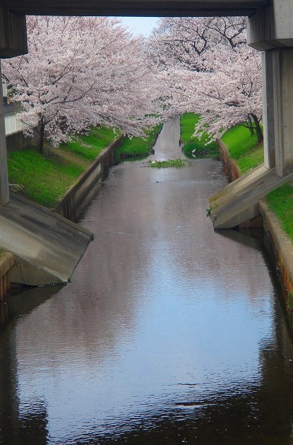 ＜2011年４月２日＞地元のモトスミ・武蔵小杉の桜風景　（川崎探訪）_c0119160_10382100.jpg