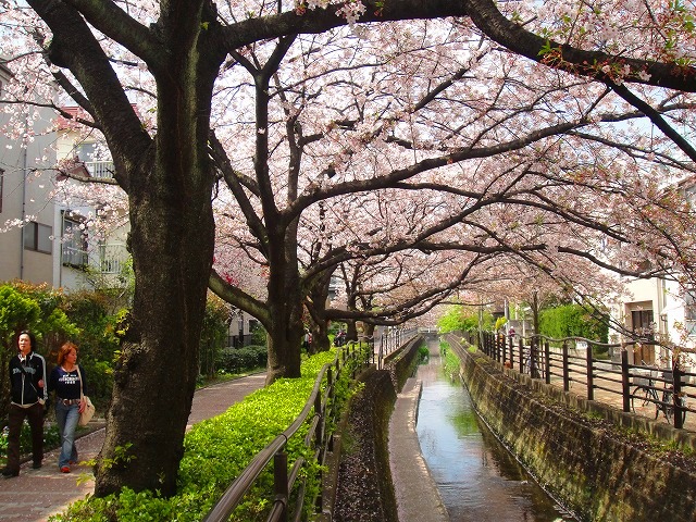 ＜2011年４月２日＞地元のモトスミ・武蔵小杉の桜風景　（川崎探訪）_c0119160_6165381.jpg