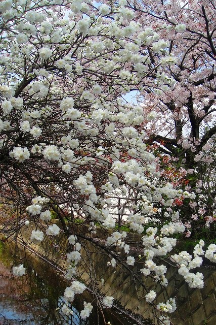 ＜2011年４月２日＞地元のモトスミ・武蔵小杉の桜風景　（川崎探訪）_c0119160_6171853.jpg