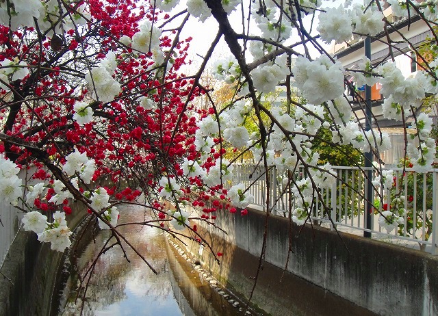 ＜2011年４月２日＞地元のモトスミ・武蔵小杉の桜風景　（川崎探訪）_c0119160_675161.jpg