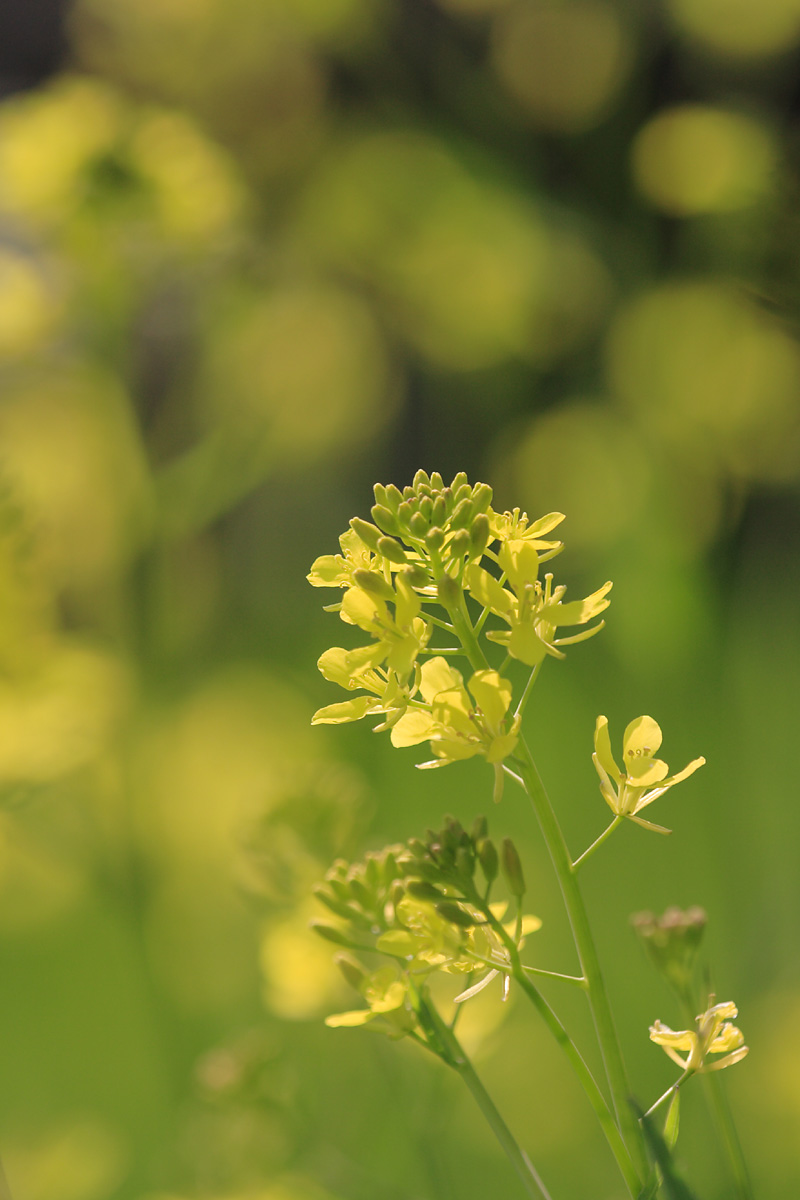 菜の花とミツバチ_d0148060_19143672.jpg