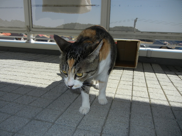 2011年4月2日(土)愛ちゃん日焼けサロンへ!_f0060461_101584.jpg
