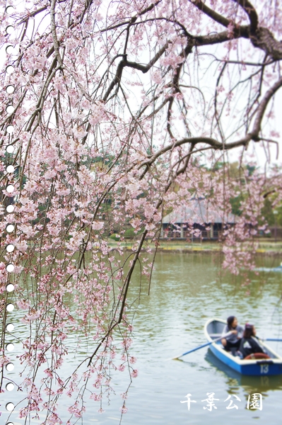 しだれ桜とムスカリと_b0192470_2116840.jpg