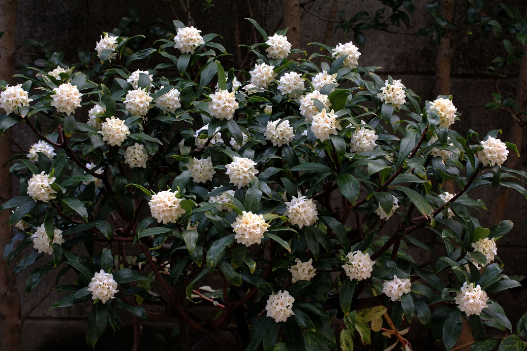 沈丁花の花言葉は 成長する家 つれづれ日記