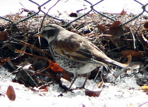 f0083977_1442357.jpg