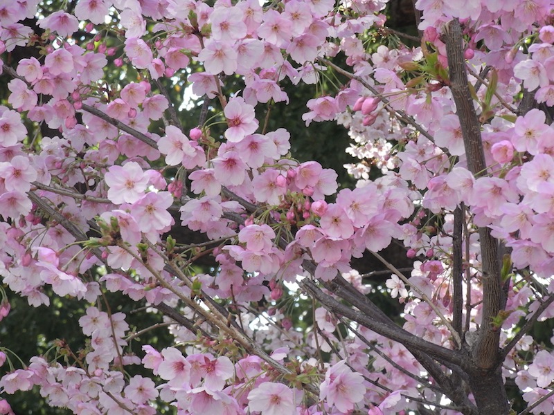 日本橋の桜_c0173978_2146569.jpg