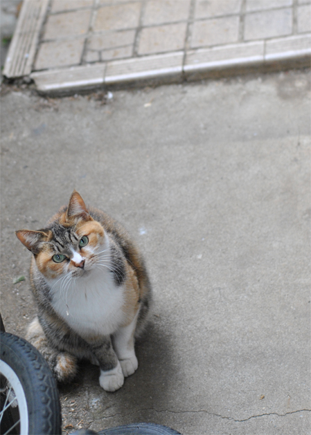 日常のいろどり_b0194880_1142366.jpg