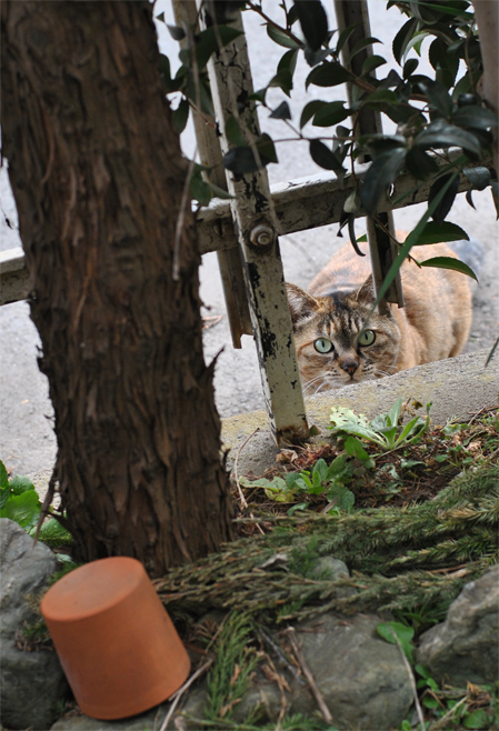 日常のいろどり_b0194880_11431599.jpg