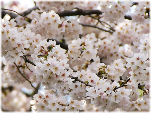 開花宣言_e0156083_15221018.jpg