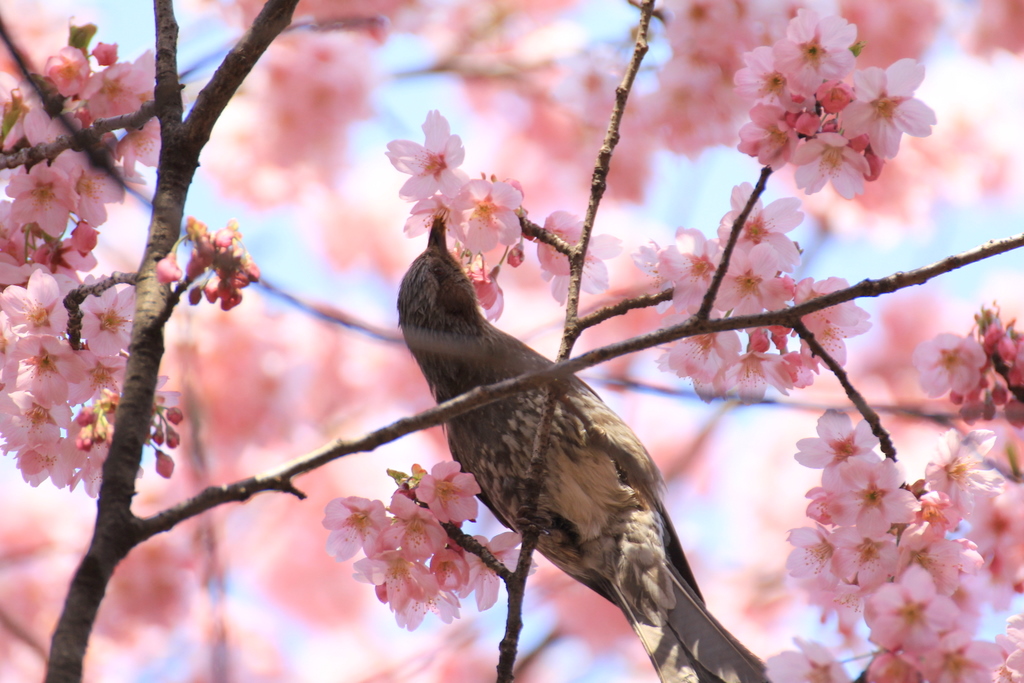 SAKURA～ヨウコウ（陽光）とヒヨドリ～輝け、春の日の光_e0195587_19225052.jpg