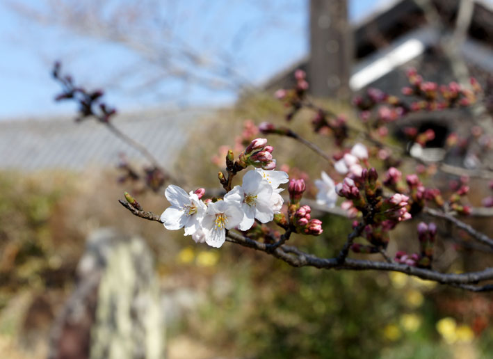 桜次々と_b0145296_713191.jpg