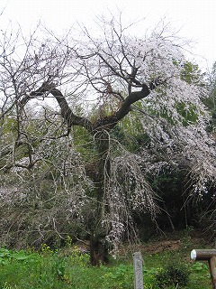 瀬高町小田の桜・千寿の楽しい歴史_a0137997_1931259.jpg