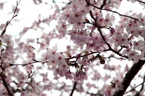 木材の『サクラ材』って桜の木ではありません。_f0169998_1744283.jpg