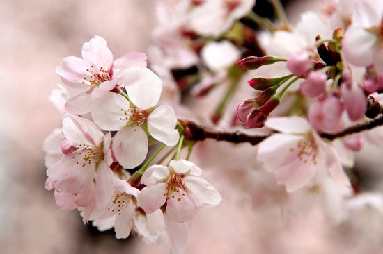 木材の『サクラ材』って桜の木ではありません。_f0169998_1745546.jpg