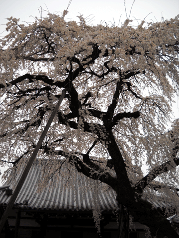 b0000209_19482932.gif