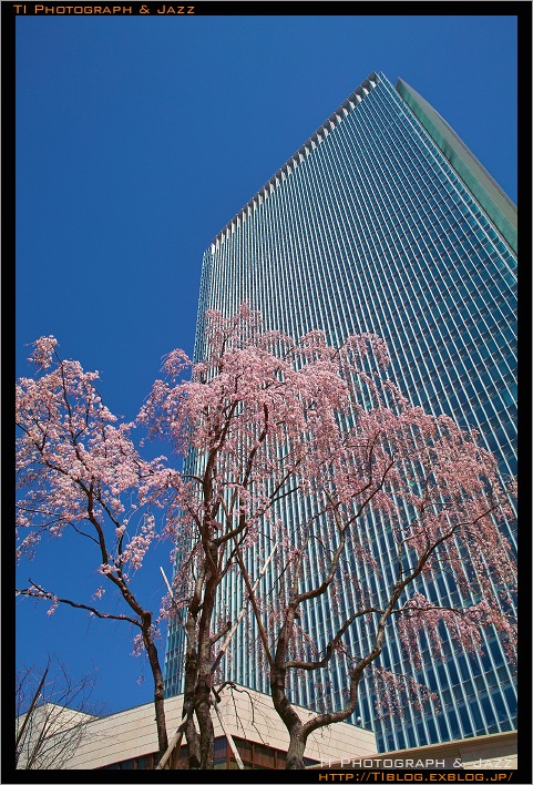 赤坂散歩 日枝神社 芸能人 Ti Photograph Jazz 赤坂散歩 日枝神社 芸能人 Ti Photograph Jazz