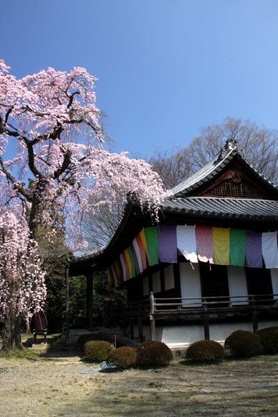 京の花だより 醍醐寺 報恩院_e0048413_19445960.jpg