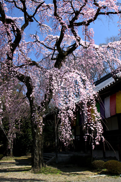京の花だより 醍醐寺 報恩院_e0048413_19451038.jpg