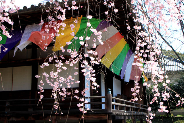 京の花だより 醍醐寺 報恩院_e0048413_19452529.jpg