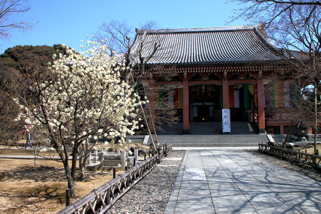 京の花だより　智積院_e0048413_2082345.jpg