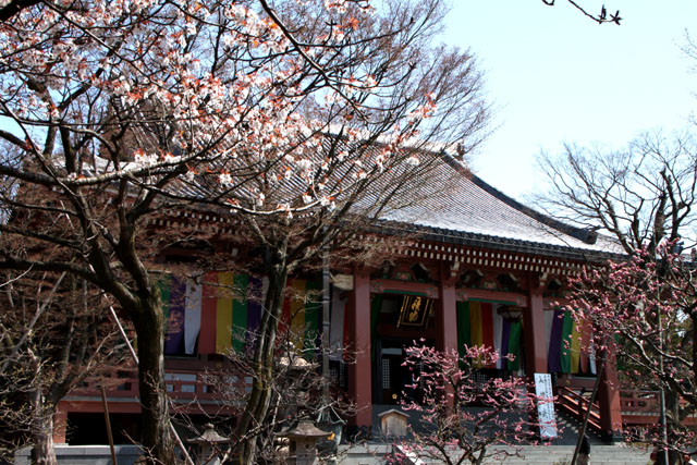 京の花だより　智積院_e0048413_2083659.jpg