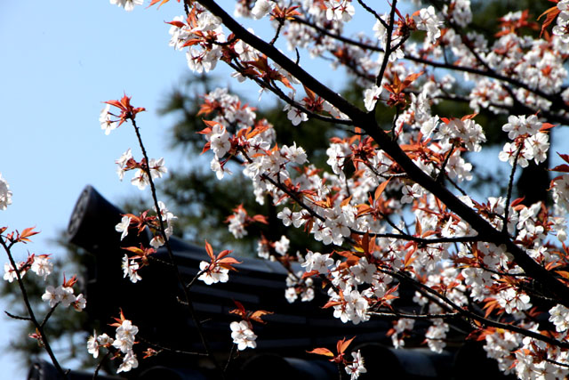 京の花だより　智積院_e0048413_2084958.jpg