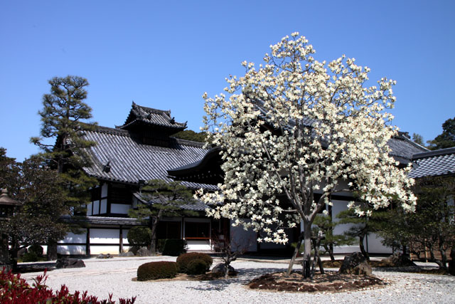京の花だより　智積院_e0048413_2091447.jpg