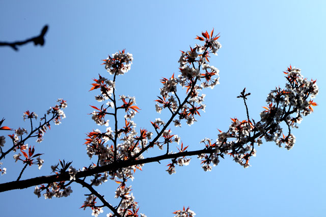 京の花だより　智積院_e0048413_209170.jpg