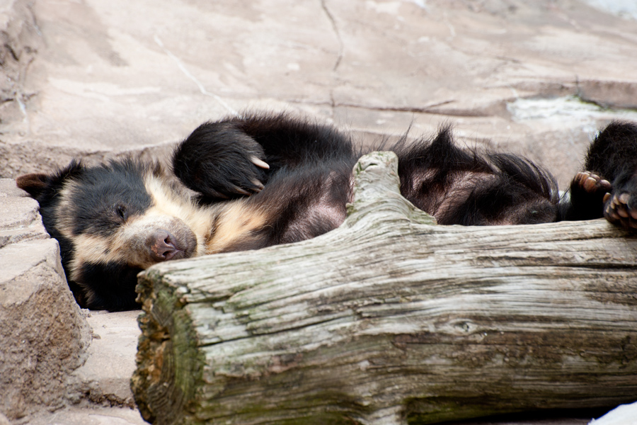 とある土曜の天王寺動物園 その2_a0140914_872485.jpg