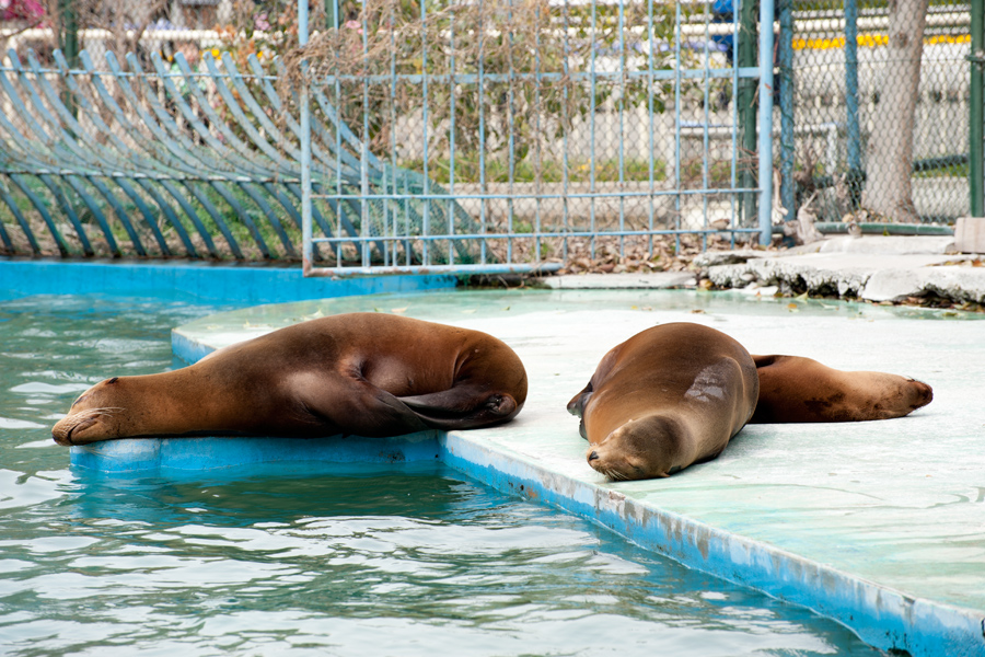 とある土曜の天王寺動物園 その2_a0140914_875537.jpg