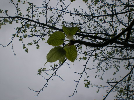 c0124619_225567.jpg