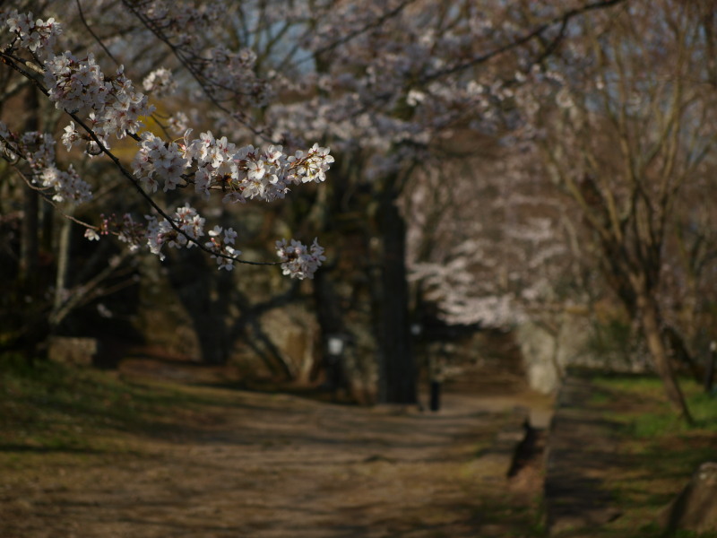 桜日和♪_d0105122_20142338.jpg