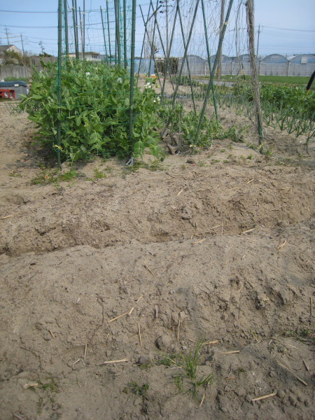 e0164622_21411329.jpg