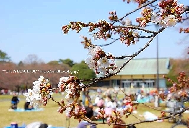 桜咲く_d0083623_0224740.jpg