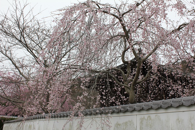 《1》 和歌山 桜＆グルメデート ・・・ 根来寺_e0071524_21542787.jpg